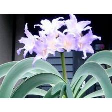 Worsleya procera