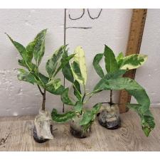 Codiaeum Variegated A65