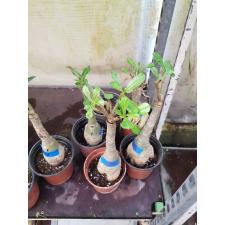 Adenium sp 5283
