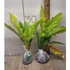 philodendron golden crocodile (S)