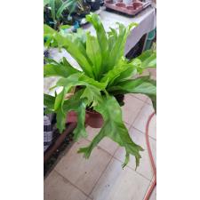 Asplenium Nid. Crissie 17 cm