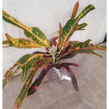 Codiaeum Tri Chada 88