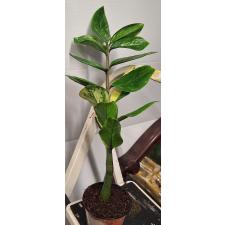 Zamioculcas zamiifolia variegated (short leaf)