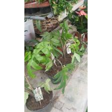 Alocasia brancifolia Pink Passion 14 cm pot