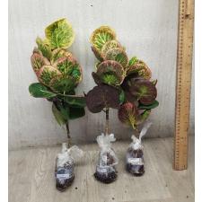Codiaeum A30 Mut tha na