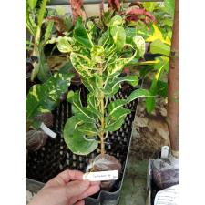 Codiaeum Orm Thong 291 май