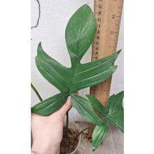 philodendron pedatum 