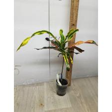 Codiaeum India Daeng (F1)