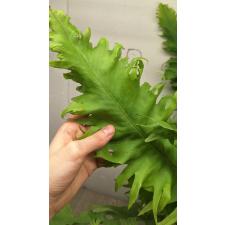 Microsorum sp. Africa