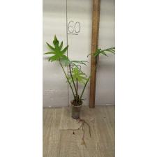 philodendron sp angustisectum