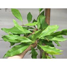 Сизигиум ароматикум. / Syzygium aromaticum (Гвоздичное дерево)