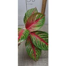 Aglaonema Amnat Jaren A-18