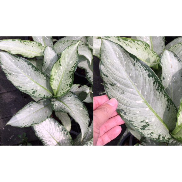 Dieffenbachia Udomsub (silver form).