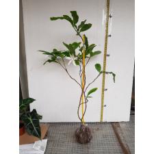 Gardenia scabrella 358/1