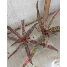 Cryptanthus fosterianus cv. Elaine 