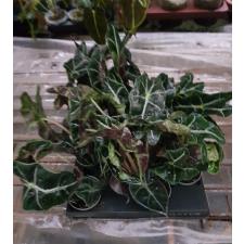 alocasia dwarf amazonica 6 cm pot