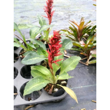 Скрученник специоза / Spiranthes speciosa