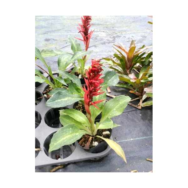 Скрученник специоза / Spiranthes speciosa