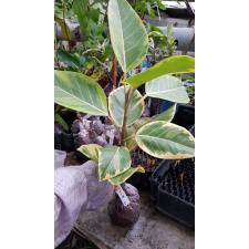 Ficus benghalensis 'Bengal Tiger'