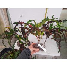 Codiaeum India Daeng (L 243/1 январь
