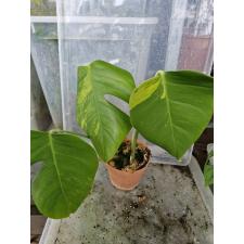 Monstera 'Yellow' pot