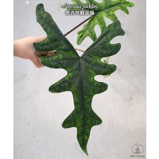 Alocasia jacklin 