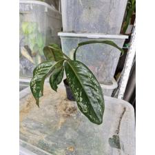 Aglaonema Chatra Mongkol (big leaf)(green form).д pot 1500р