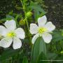 Melastoma malabathricum (white flower) 