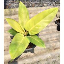 Philodendron melanonii 'Pure Gold'