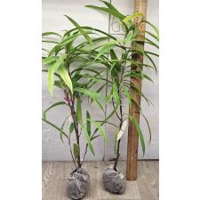 Фикус иррегуларис "Санспрей" / Ficus irregularis 'Sunspray'