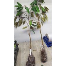 Дуриан цибетиновый "Чани" (фруктовое дерево) / Durio zibethinus 'Chanee' (fruit tree)