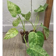 Филодендрон Гигантеум варегатный. / philodendron giganteum variegated (S)