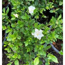 Gardenia sp.(T11) small leaf 372