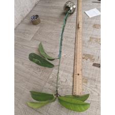 Garcinia atroviridis Guttiferae (Grafted) 201