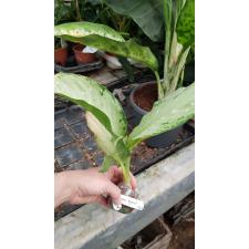 Dieffenbachia Udomsub (silver form) 106/1