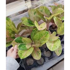 Aglaonema T23 Gamlai Thong