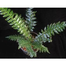 Asplenium sp.(T03) Southern Thailand 24
