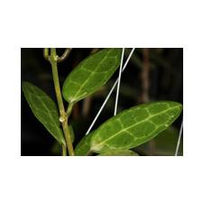 Hoya elliptica (white contrast veins)(S.10) EPC-311