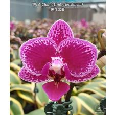 Phal. Chia E Yenlin (variegata) 2.5'' B31 octob