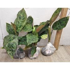 Аглаонема Красная Армия. / Aglaonema Army red A-77