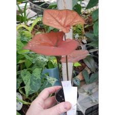 Caladium c5