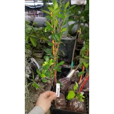 Gardenia Kleim's Hardy 418