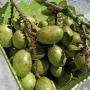 Dimocarpus longan ‘Crystal’ (green fruit)(seedling).