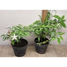Копсия сп.(Т02)(Белый цветок) / Kopsia sp.(T02)(white flower)