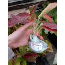 Aglaonema SP-8 RRainbow Valvet