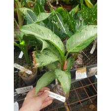 Dieffenbachia Udomsub (Silver Splash)312-349/1