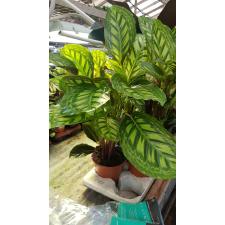 Calathea 'flamestar' 19 cm pot, 80cm h