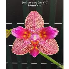 Phal. Joy Fairy Tale '670' 2.5" B23 June