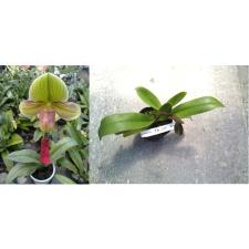 AUSTRALIS HYBRID 1+