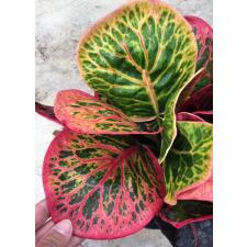 Codiaeum Boosarin.245-246 dekabr